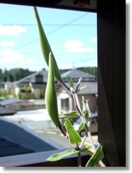090808
